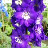 Delphinium Purple Passion